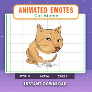 Gesto animado de meme de mirada de gato para Twitch, Discord, Youtube, gesto de meme de gato animado, gif de meme de gato