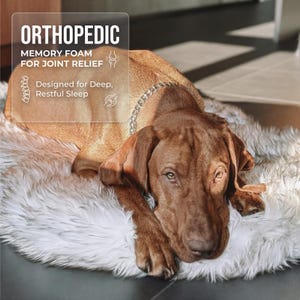 K&ouml;nnte beinhalten: Ein brauner Hund liegt auf einem flauschigen, wei&szlig;en Haustierbett. Das Bett hat eine Kunstfellstruktur. Der Hund tr&auml;gt ein silbernes Kettenhalsband. Der Text auf dem Bild lautet "ORTHOP&Auml;DISCH", "MEMORY FOAM F&Uuml;R GELENKLINDERUNG" und "Entworfen f&uuml;r tiefen, erholsamen Schlaf."