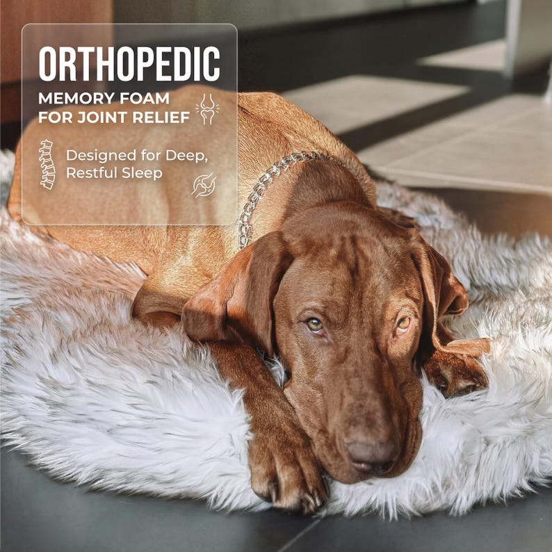 K&ouml;nnte beinhalten: Ein brauner Hund liegt auf einem flauschigen, wei&szlig;en Haustierbett. Das Bett hat eine Kunstfellstruktur. Der Hund tr&auml;gt ein silbernes Kettenhalsband. Der Text auf dem Bild lautet "ORTHOP&Auml;DISCH", "MEMORY FOAM F&Uuml;R GELENKLINDERUNG" und "Entworfen f&uuml;r tiefen, erholsamen Schlaf."