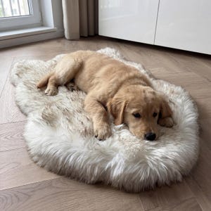 K&ouml;nnte beinhalten: Ein hellbrauner Golden Retriever Welpe liegt auf einem flauschigen, cremefarbenen Schaffellteppich. Der Teppich ist oval geformt. Der Welpe hat eine schwarze Nase und ruht sich aus. Der Teppich verleiht dem Raum eine gem&uuml;tliche Note.