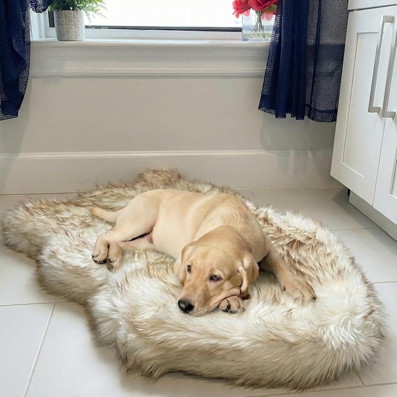 K&ouml;nnte beinhalten: Ein hellbrauner Labrador-Welpe liegt auf einem Haustierbett aus Kunstfell. Das Bett hat eine Mischung aus Creme- und hellbraunen T&ouml;nen, die ein weiches, strukturiertes Aussehen erzeugen. Der Welpe liegt entspannt.