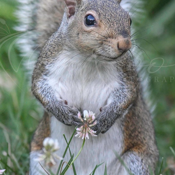 Squirrel with flower INSTANT DOWNLOAD, Squirrel photo for wall decor kids room, Printable high resolution image download.