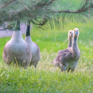 May include: A photograph of several geese in a grassy area under a tree. Three adult geese with gray and white bodies and black necks stand near the tree. Two young geese with gray feathers stand in the foreground.