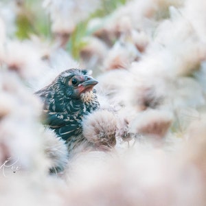 May include: A close-up of a small bird with speckled gray and black feathers, nestled among soft, white and tan fluffy seed heads. The bird has a red beak and is looking to the side. The background is blurred, creating a soft, dreamy effect.