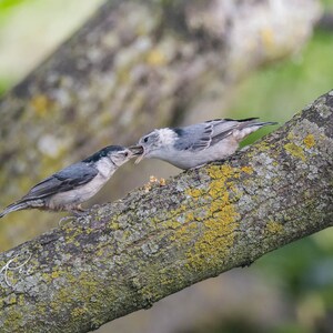 May include: A photograph showing two small birds, possibly nuthatches, on a tree branch. One bird is feeding the other, with the feeding bird's beak open and the other bird's beak open to receive food. The branch is covered in lichen.