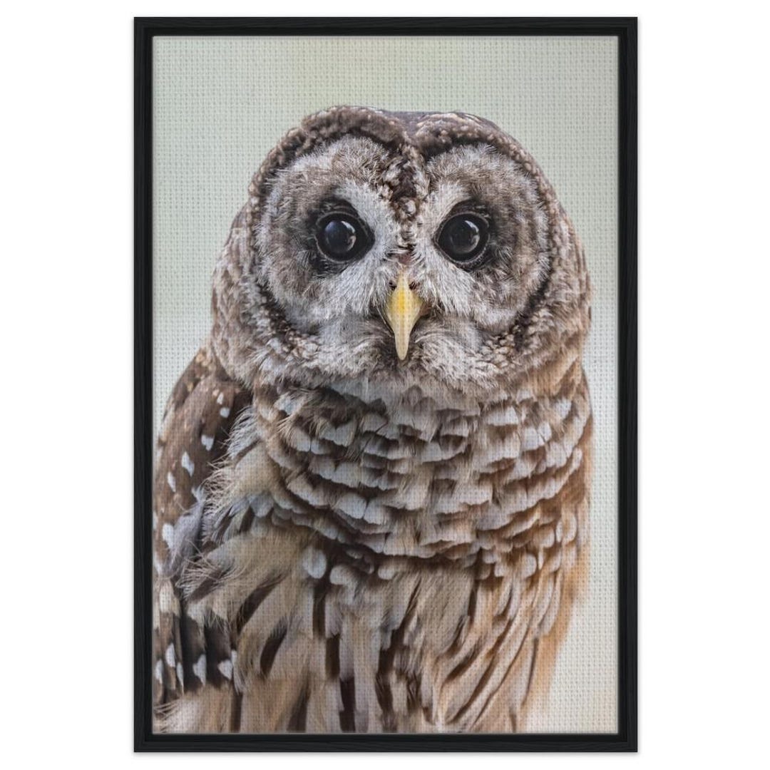 Barred Owl Framed Canvas Print, Ready to Hang - Etsy