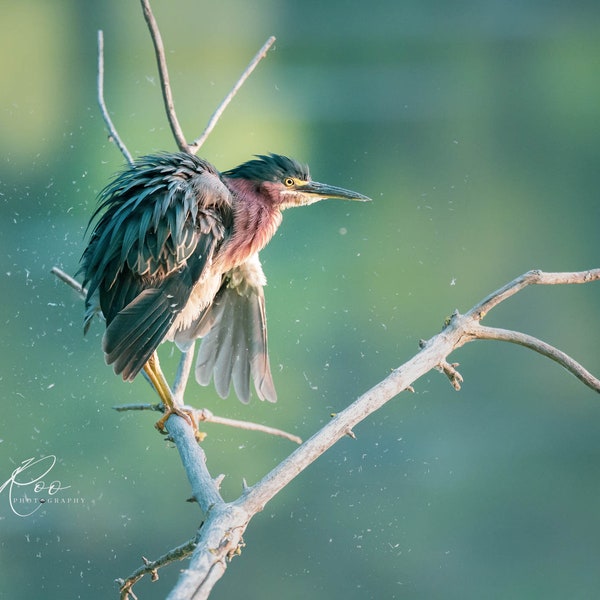 Green Heron Close up. Instant Photo download for wall decor, Bird photo high resolution printable, Phone wall paper HD download, Wall image.
