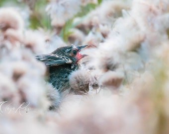 Little Bird with in a nest Instant Photo Download. Little birdy image for wall decor, Wall hanging, High resolution Birdy image printable.