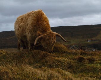 Impresión de vaca de las Tierras Altas, fotografía de paisaje escocés, arte mural de la isla de Skye, impresión artística - Póster