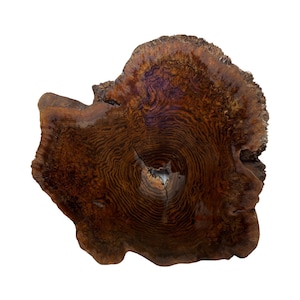 Claro walnut  burl cookie slab 52 inches