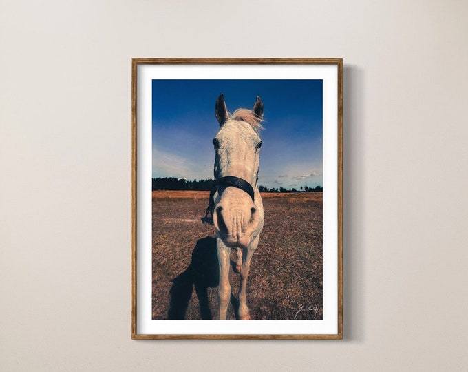 Lovely photo of a white horse posing • The perfect wall art for bedrooms, kids rooms and everywhere else! • Gift idea for Home and Office