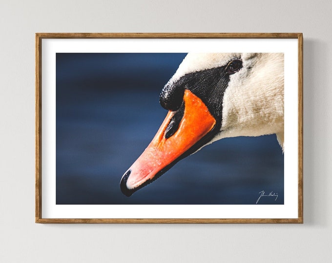 Swan close-up photo • Will make an impressive impact when printed large • Swan photo for the bird and wildlife lover