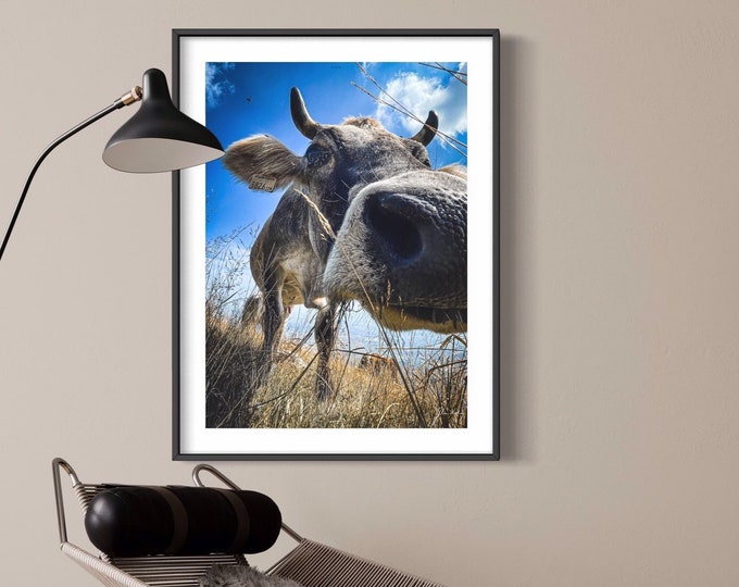 Cute cow image • Funny cow image • Fine art photography • The perfect gift for most occasions • Office and home decoration