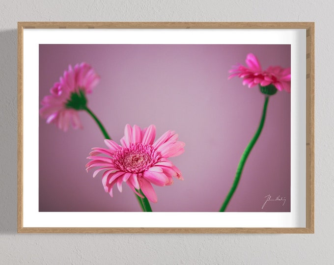 Wall decor art photo of beautiful pink Gerberas • Pink flowers • Wall art  • Photography • Printable digital image • Gift idea • Home decor