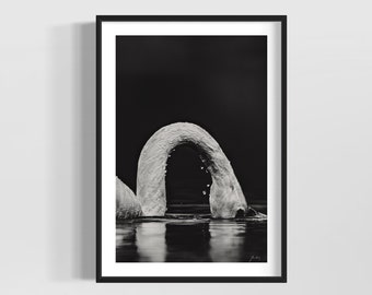 Swan headshot photo • Black and white swan image • Gift idea for the bird and wildlife lover • Home and Office decoration
