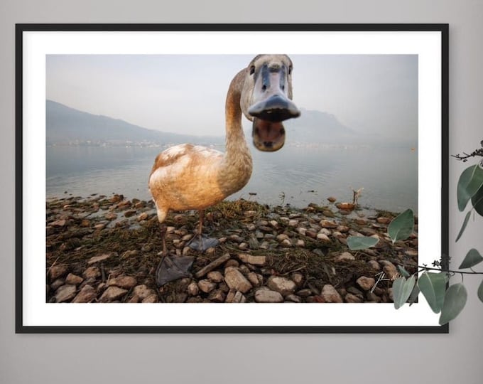 Swan lake series  • Funny photo of a young swan • Gift idea for Wildlife and nature lovers • Fine art photo for Home and Office decoration