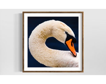 Swan • Beautiful wildlife and nature  fine art photo  •  White swan wall art for livingroom • Gift idea for the bird and wildlife lover
