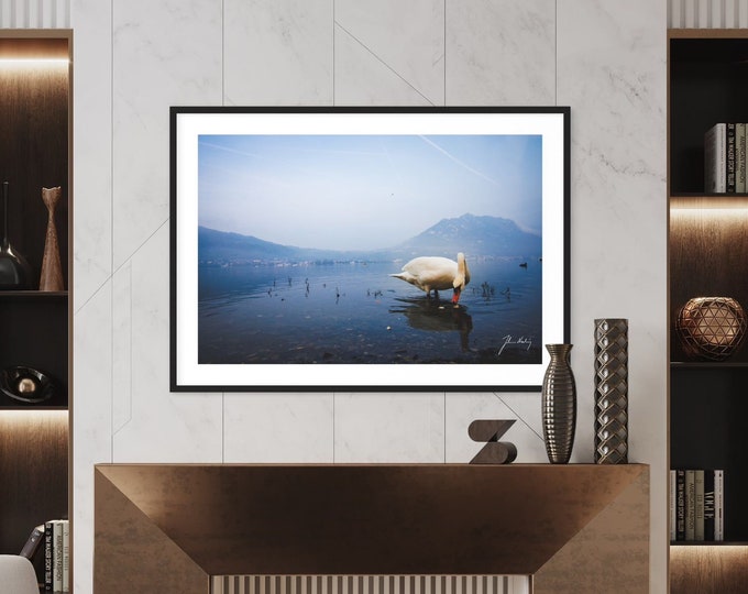 Photo of a swan in the lake • Swan lake series wall art • Gift idea for the wild life and nature lover • For Home and Office decoration