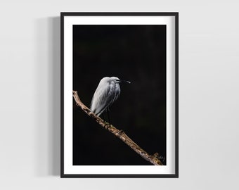 Egret on a branch • Beautiful egret photo • Wildlife and birds photos • Egret photo for the bird and wildlife lover