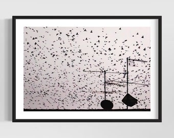 The birds • Impressive black and white bird photo wall art  • Printable digital image • Home decor