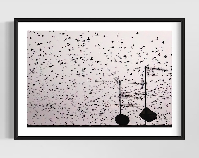 The birds • Impressive black and white bird photo wall art  • Printable digital image • Home decor