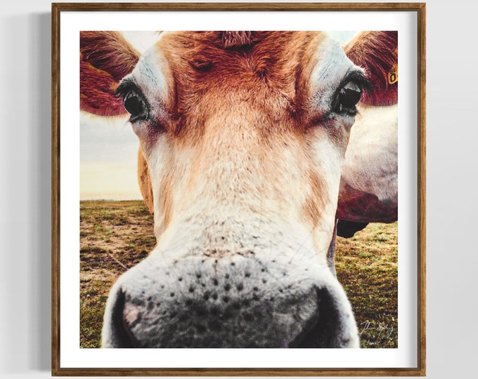Cute funny cow photo •  The perfect gift cow photo • office and home decoration gift idea