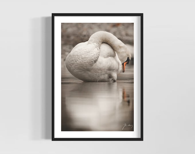 Narcissus • Beautiful swan photo for the bird and wildlife lover • Gift idea for Home and Office decoration
