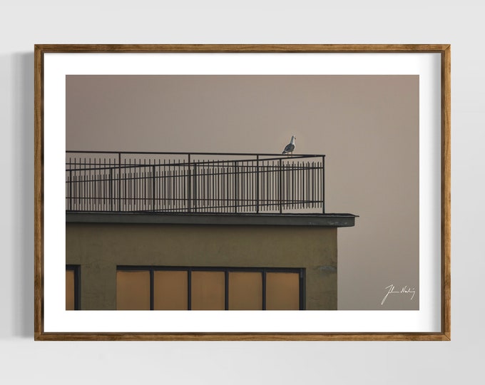 Observer • Lovely photo of a seagull observing as the streets of Naples waking up • Wall art and decoration for home and office