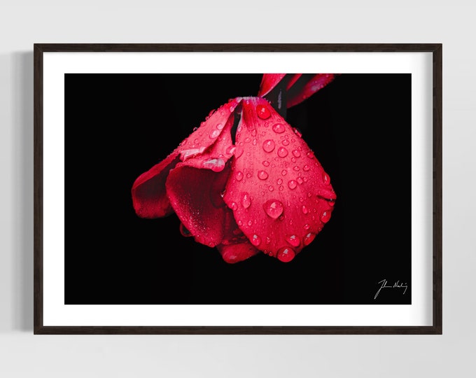 Red flower with dew photo • Beautiful image for office and home decoration and furnishing  • Gift idea for all occasions • Romantic wall art