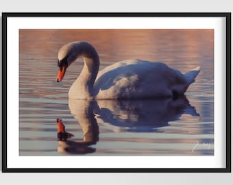 Swan • Beautiful wildlife and nature fine art photo  •  White swan wall art for livingroom • Gift idea for the bird and wildlife lover