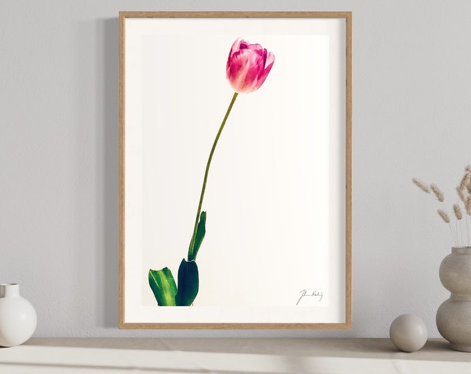 Pink tulip flower photo • Beautiful image suited for office and home decoration  • Gift idea for all occasions • Romantic minimalistic art