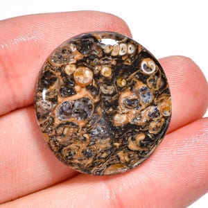 Pietra preziosa di agata turritella naturale, forma rotonda, cabochon di agata turritella sciolta, 24 x 24 x 5 mm, 28 carati, per la creazione di gioielli.