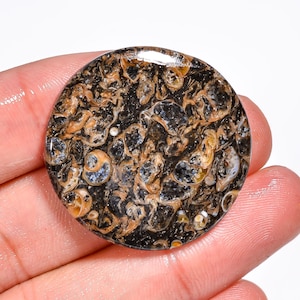 Pietra preziosa di agata turritella naturale, forma rotonda, cabochon di agata turritella sciolta, 32 x 32 x 5 mm, 40 carati, per la creazione di gioielli.