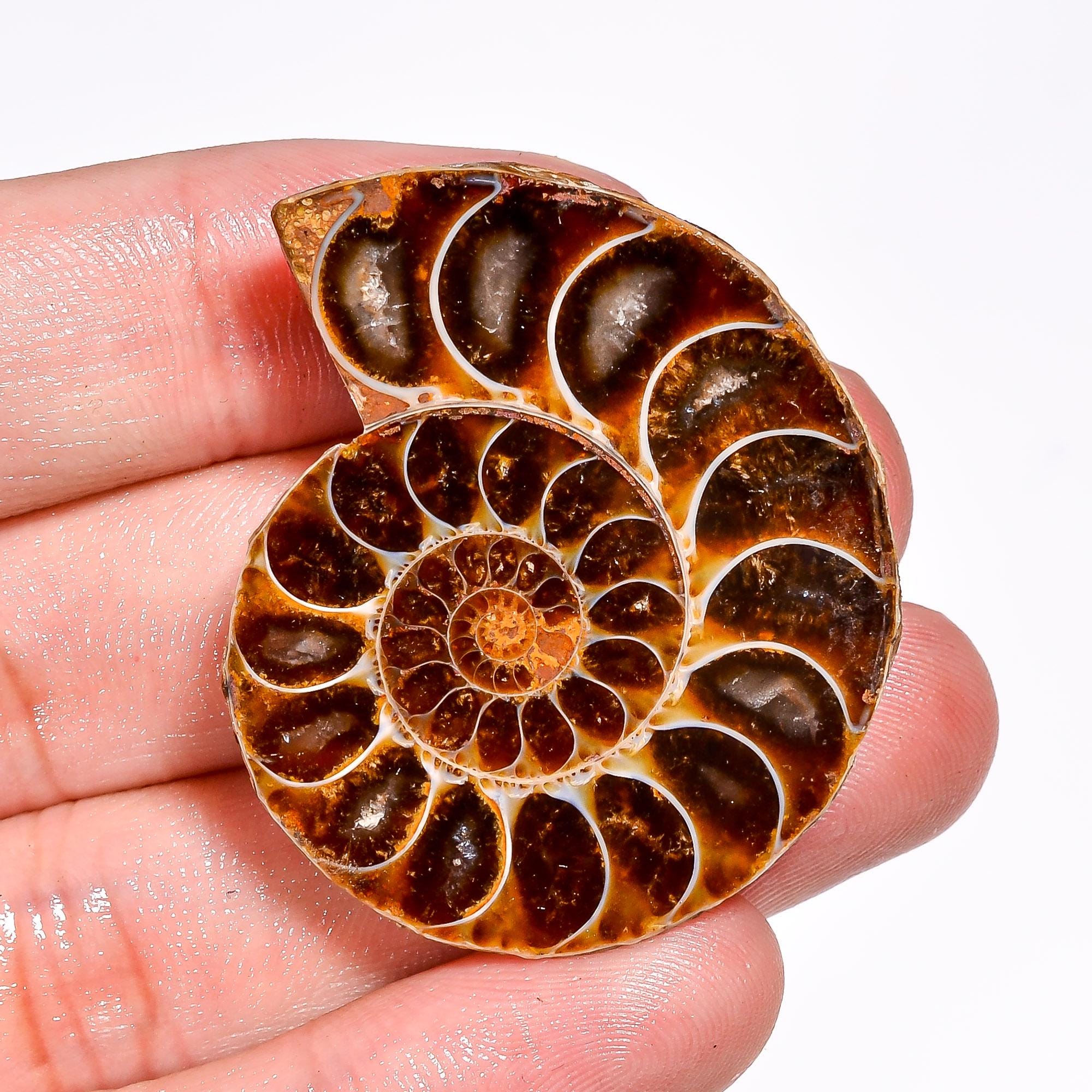 天然アンモナイト宝石 スパイラルシェイプ アンモナイトクリスタル