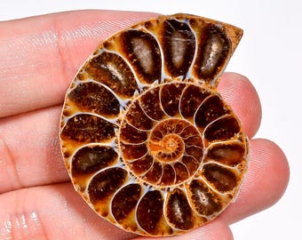 Natural Ammonite Gemstone Spiral Shape Ammonite Crystal 38X32X8 mm 72 Carat Ammonite Stone Ammonite Cabochon For Making Jewelry
