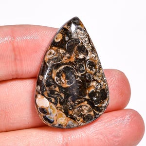 Pietra preziosa naturale di agata turritella, forma fantasia, cabochon di agata turritella sciolta, 32 x 22 x 6 mm, 36 carati, per la creazione di gioielli.