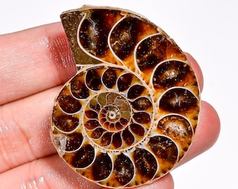 Natural Ammonite Gemstone Spiral Shape Ammonite Crystal 43X35X9 mm 116 Carat Ammonite Stone Ammonite Cabochon For Making Jewelry