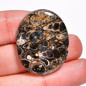 Pietra preziosa di agata turritella naturale, forma ovale, cabochon di agata turritella sciolta, 31 x 25 x 5 mm, 38 carati, agata turritella per la creazione di gioielli.