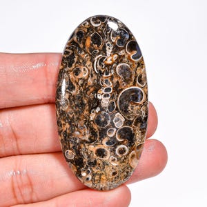 Pietra preziosa di agata turritella naturale, forma ovale, cabochon di agata turritella, pietra sciolta, 54 x 28 x 6 mm, agata turritella da 78 carati, per la creazione di gioielli.
