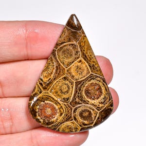 Pietra preziosa di corallo fossile naturale a forma di pera, cabochon di corallo fossile, cristallo di corallo fossile da 47 x 34 x 5 mm, pietra di corallo fossile da 60 carati