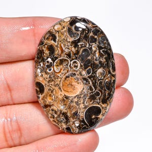 Pietra preziosa di agata turritella naturale, forma ovale, cabochon di agata turritella sciolta, 43 x 30 x 6 mm, 60 carati di agata turritella per la creazione di gioielli.