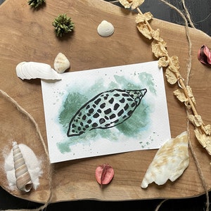 Könnte beinhalten: Ein Aquarellbild einer Muschel auf grünem Hintergrund. Die Muschel ist schwarz-weiß mit einem gepunkteten Muster. Das Bild befindet sich auf einer Holzoberfläche mit anderen Muscheln und natürlichen Elementen.