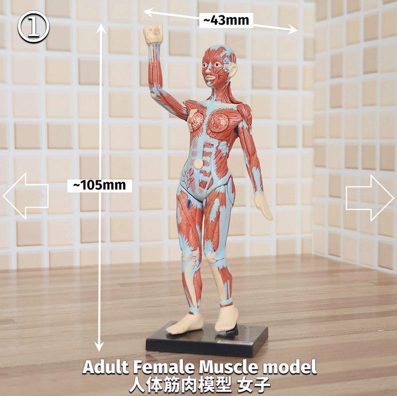 Vintage Human Body Anatomy Miniature Model: Female Muscle Structure - Etsy
