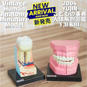 Puede incluir: Modelos en miniatura de anatomía humana vintage. Un modelo muestra una sección transversal de un diente con venas rojas y azules. El otro modelo es una mandíbula rosa con dientes blancos. Los modelos están sobre bases negras.