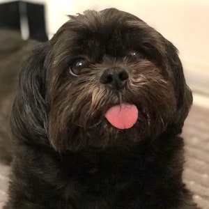 May include: A black Shih Tzu dog with brown fur around its eyes and a pink tongue sticking out.