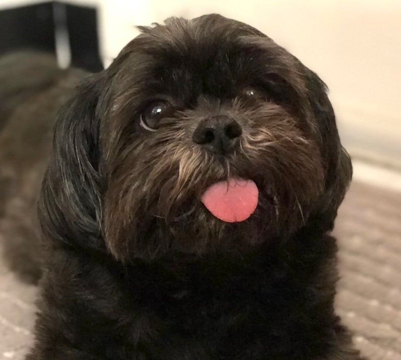 May include: A black Shih Tzu dog with brown fur around its eyes and a pink tongue sticking out.
