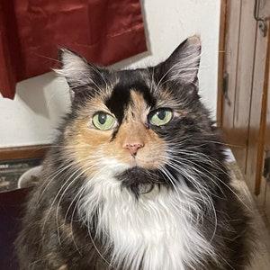 May include: A close-up of a calico cat with green eyes. The cat has white fur on its chest and chin, and black fur on its head and back.