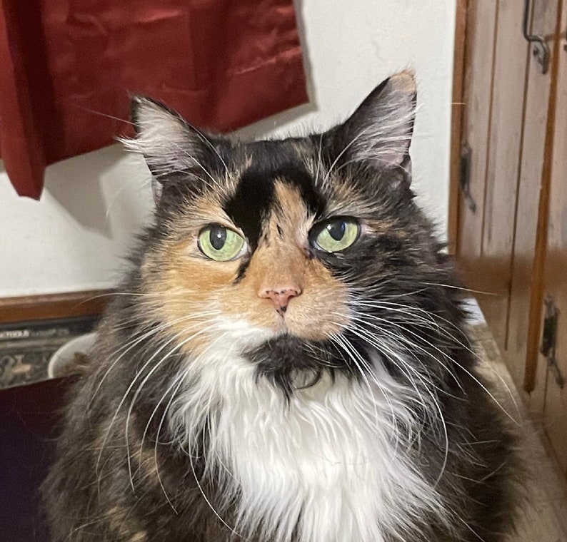 May include: A close-up of a calico cat with green eyes. The cat has white fur on its chest and chin, and black fur on its head and back.