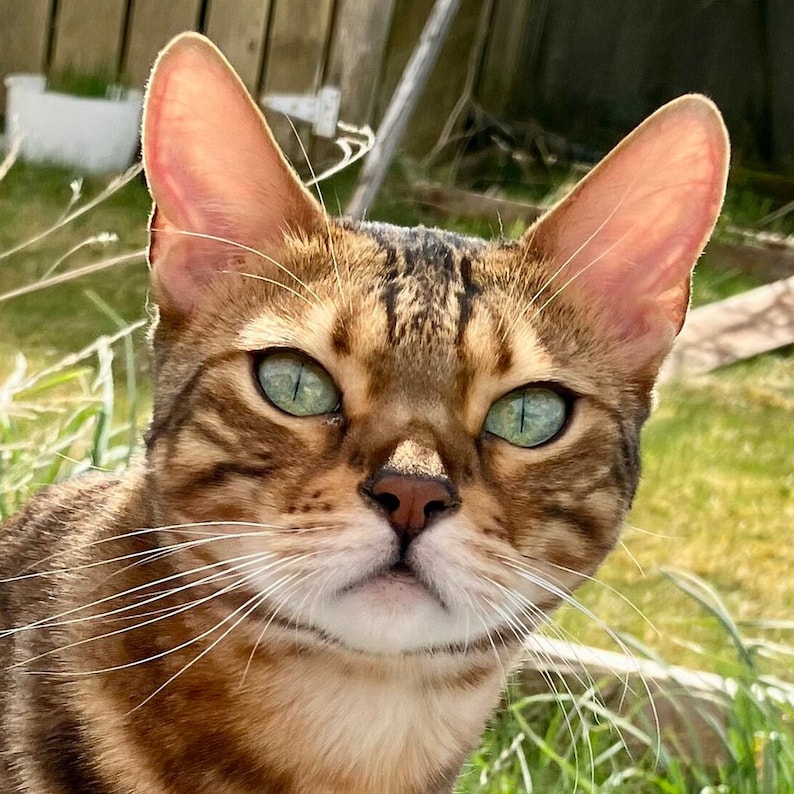 May include: A close-up of a brown tabby cat with green eyes. The cat has white fur on its chest and chin. The cat is looking directly at the camera.