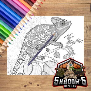 美しい動物の塗り絵 5 枚